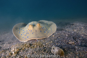 "Men at work" - Blue spotted stingray searching for food ;-) by Rico Besserdich 